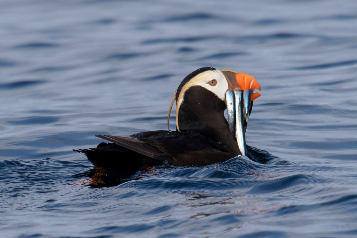 Tufted Puffin - ML623062751