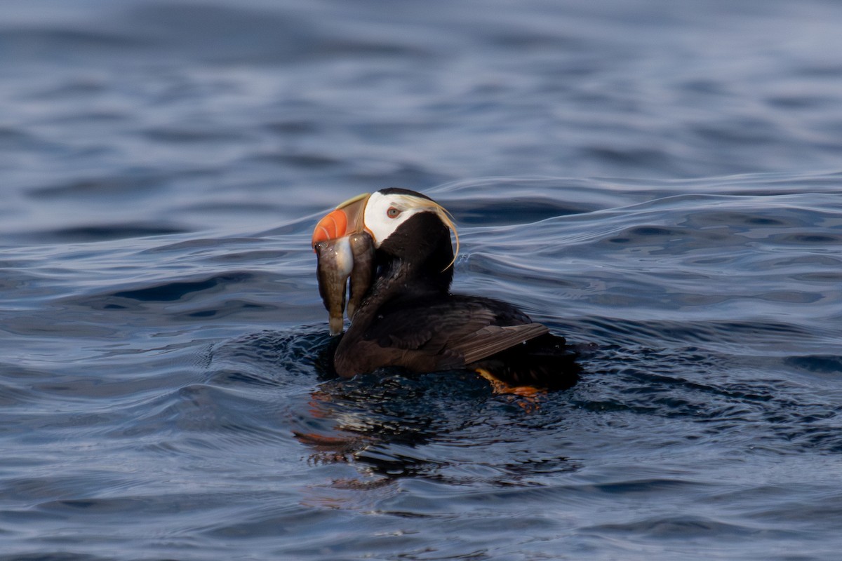 Tufted Puffin - ML623062752