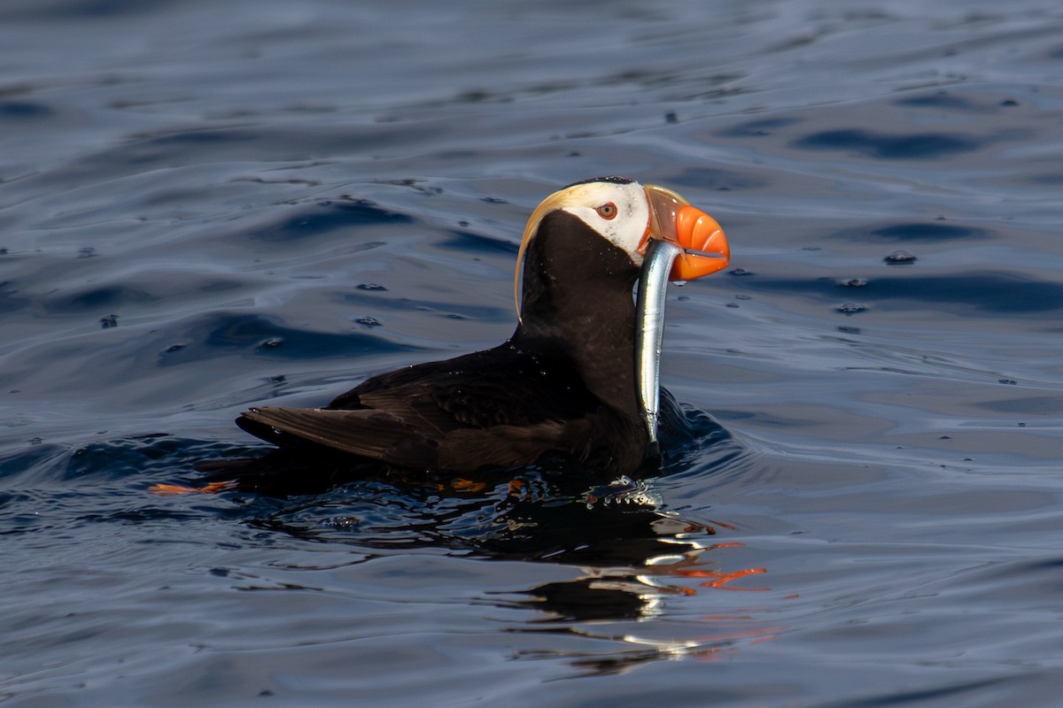 Tufted Puffin - ML623062753