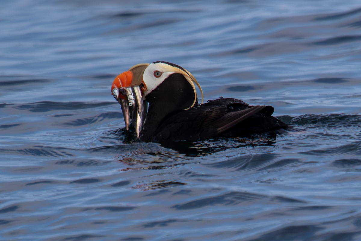 Tufted Puffin - ML623062754