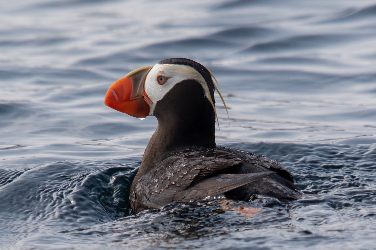 Tufted Puffin - ML623062755