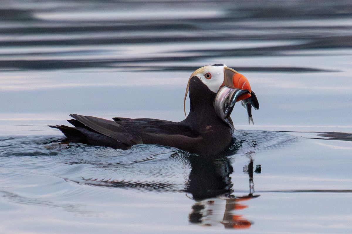 Tufted Puffin - ML623062756