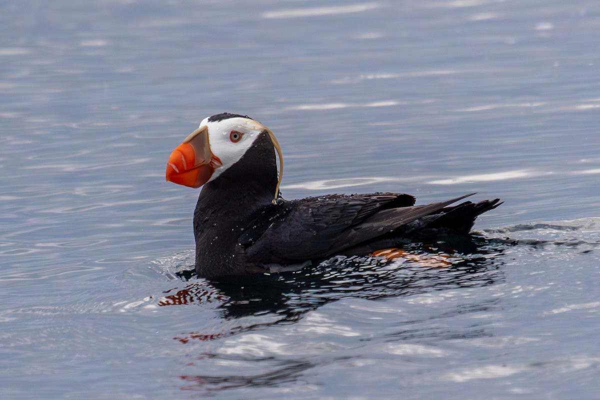 Tufted Puffin - ML623062757