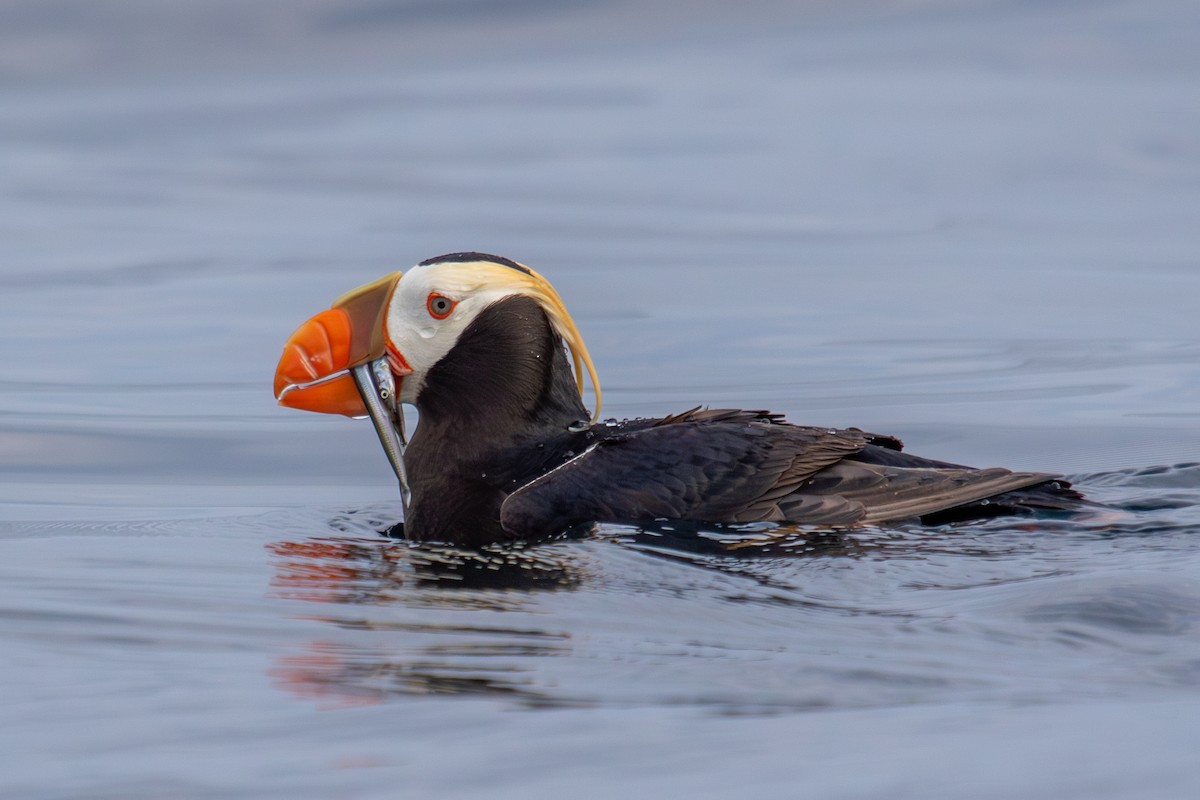 Tufted Puffin - ML623062758