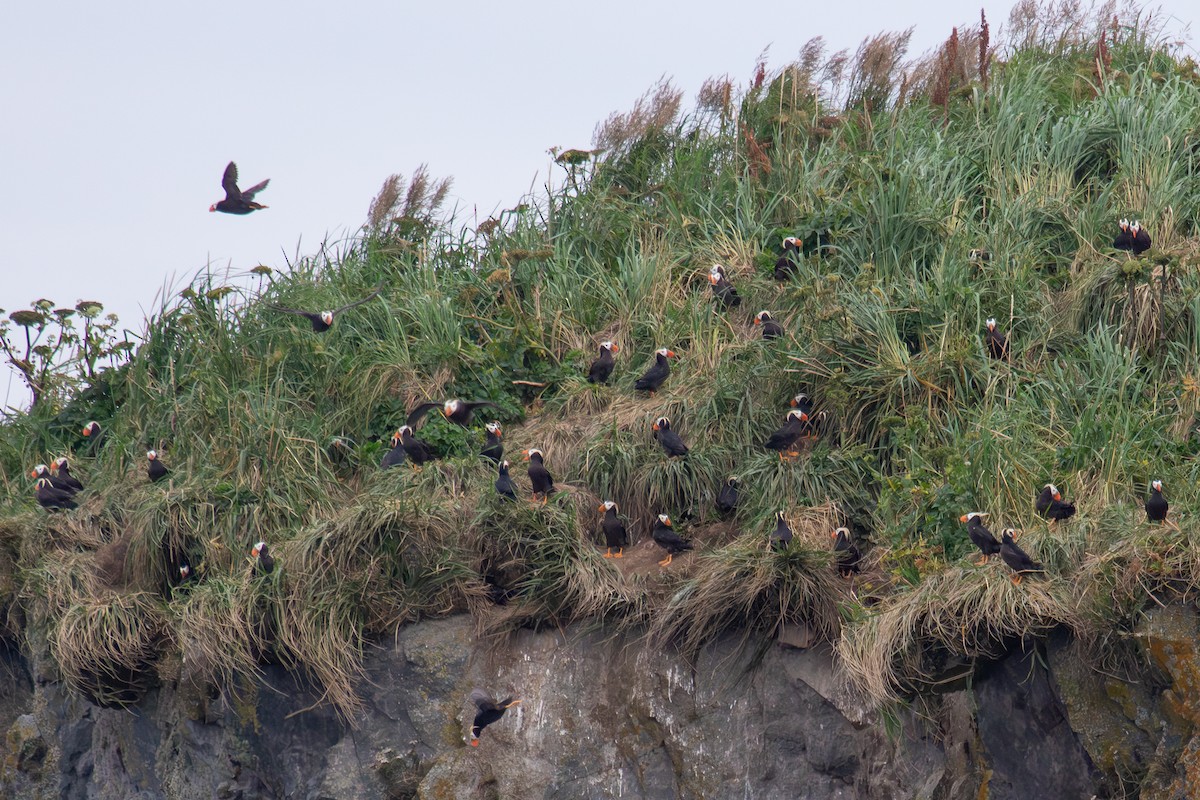 Tufted Puffin - ML623062759