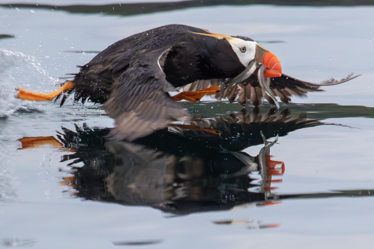 Tufted Puffin - ML623062760