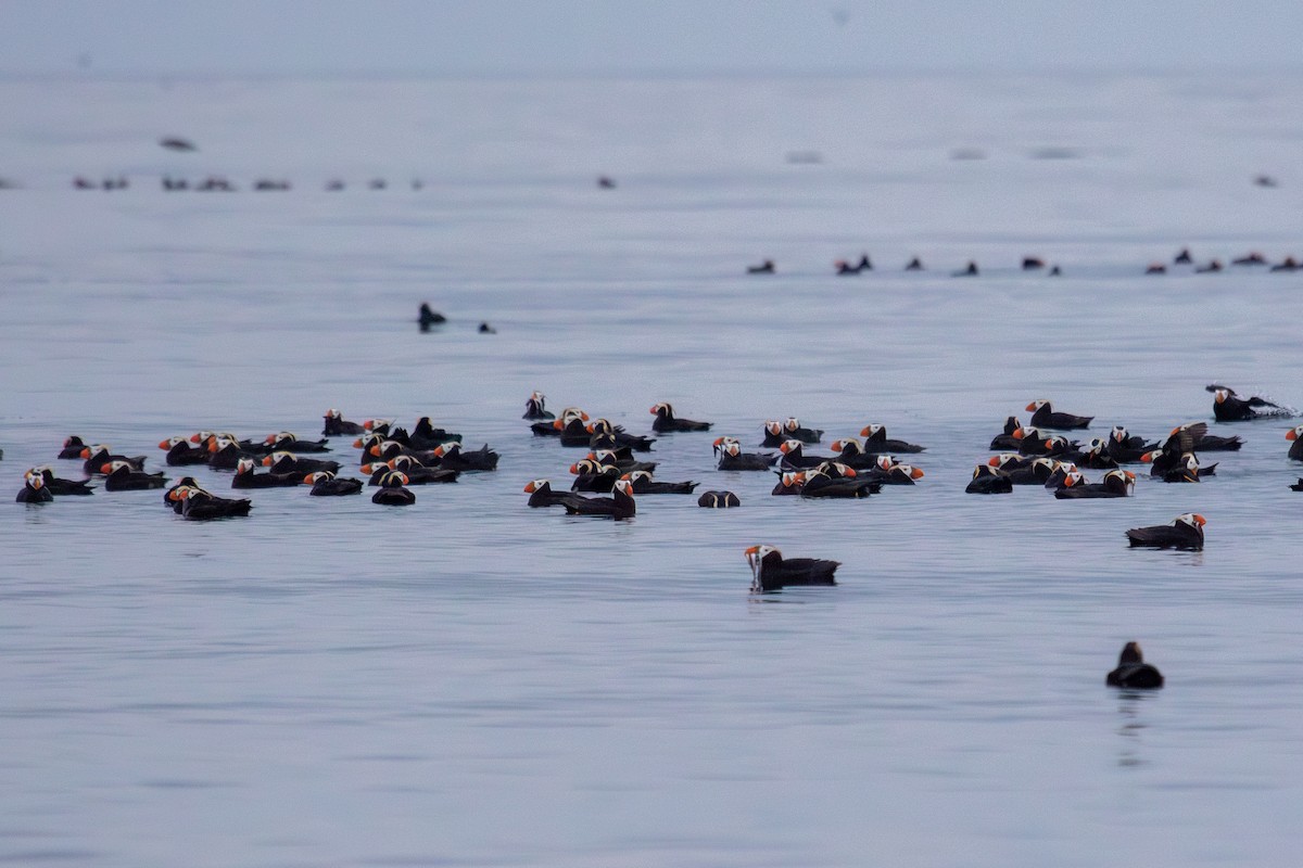 Tufted Puffin - ML623062761