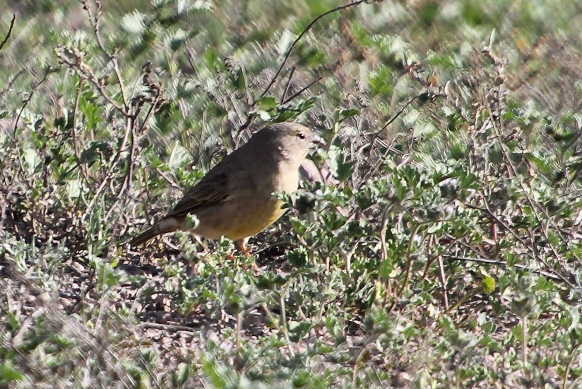 Greenish Yellow-Finch - María Eliana Obando