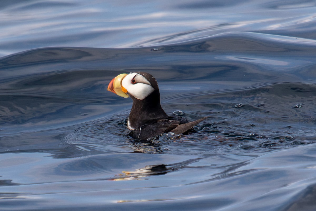 Horned Puffin - ML623062822