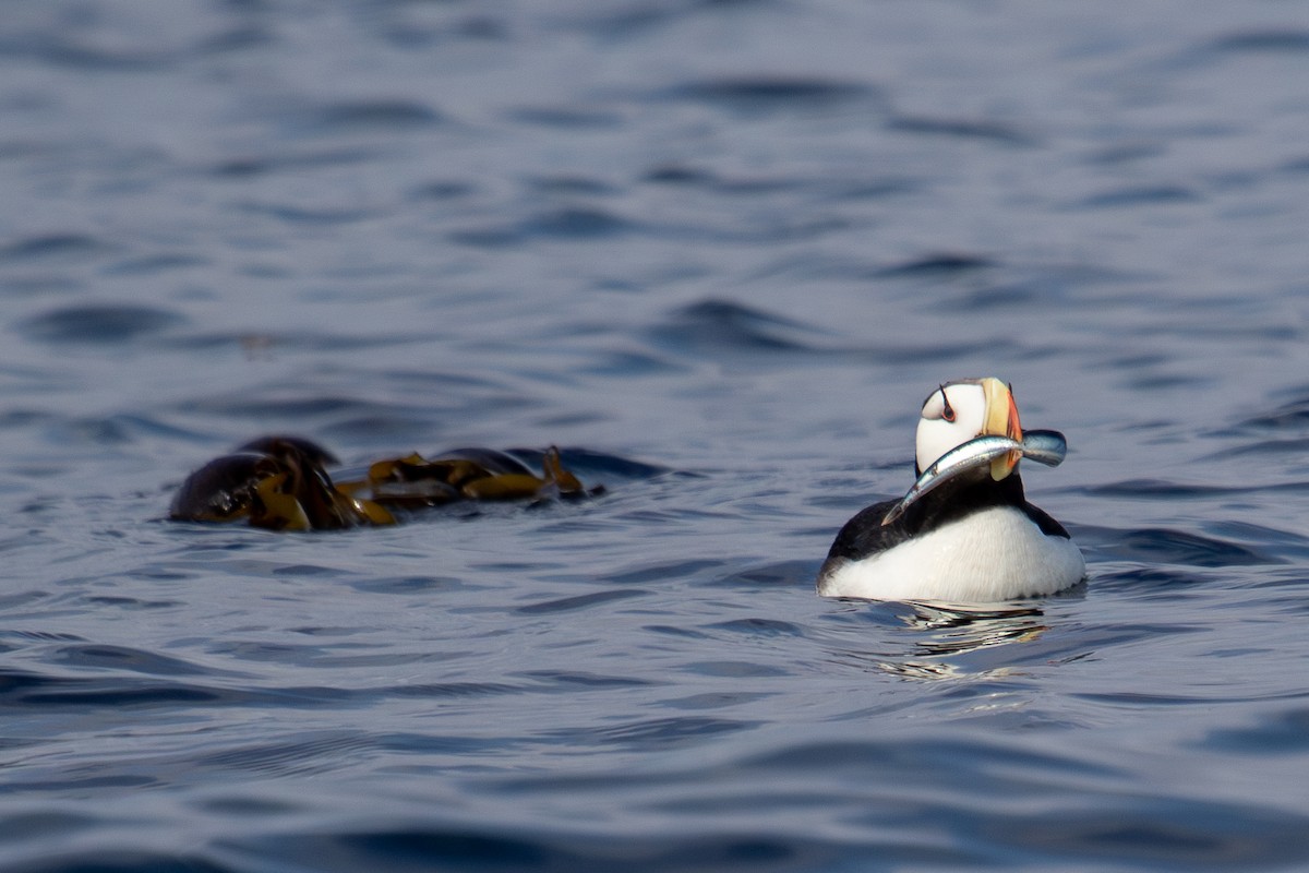 Horned Puffin - ML623062823