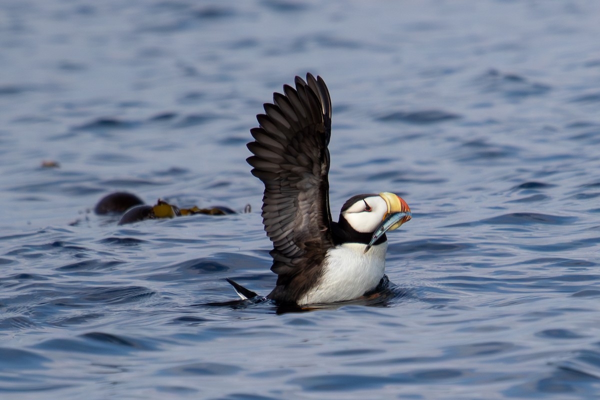 Horned Puffin - ML623062824