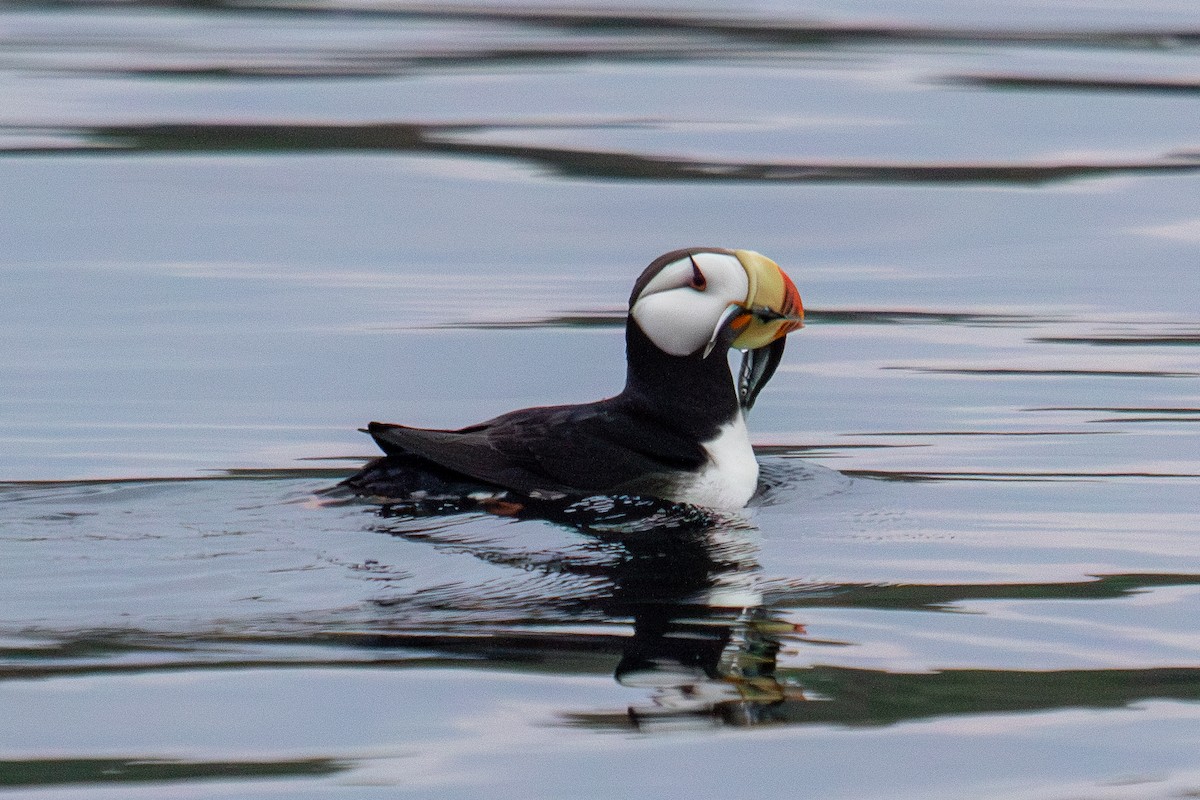 Horned Puffin - ML623062825