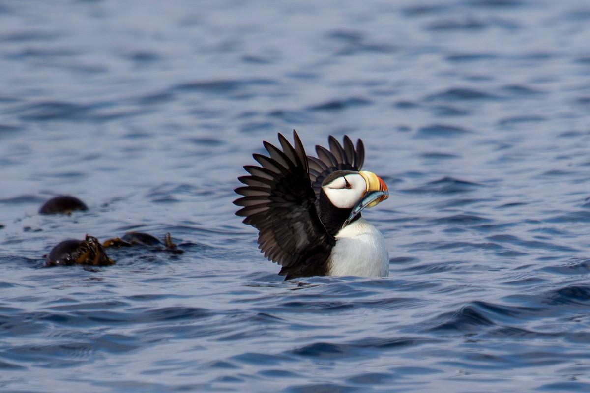 Horned Puffin - Robin Corcoran