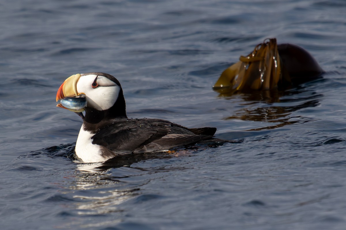 Horned Puffin - ML623062827