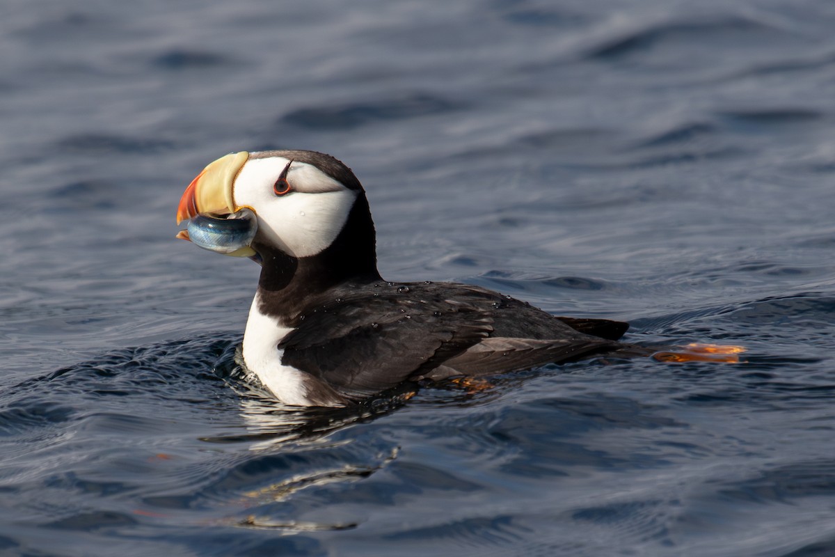 Horned Puffin - ML623062828