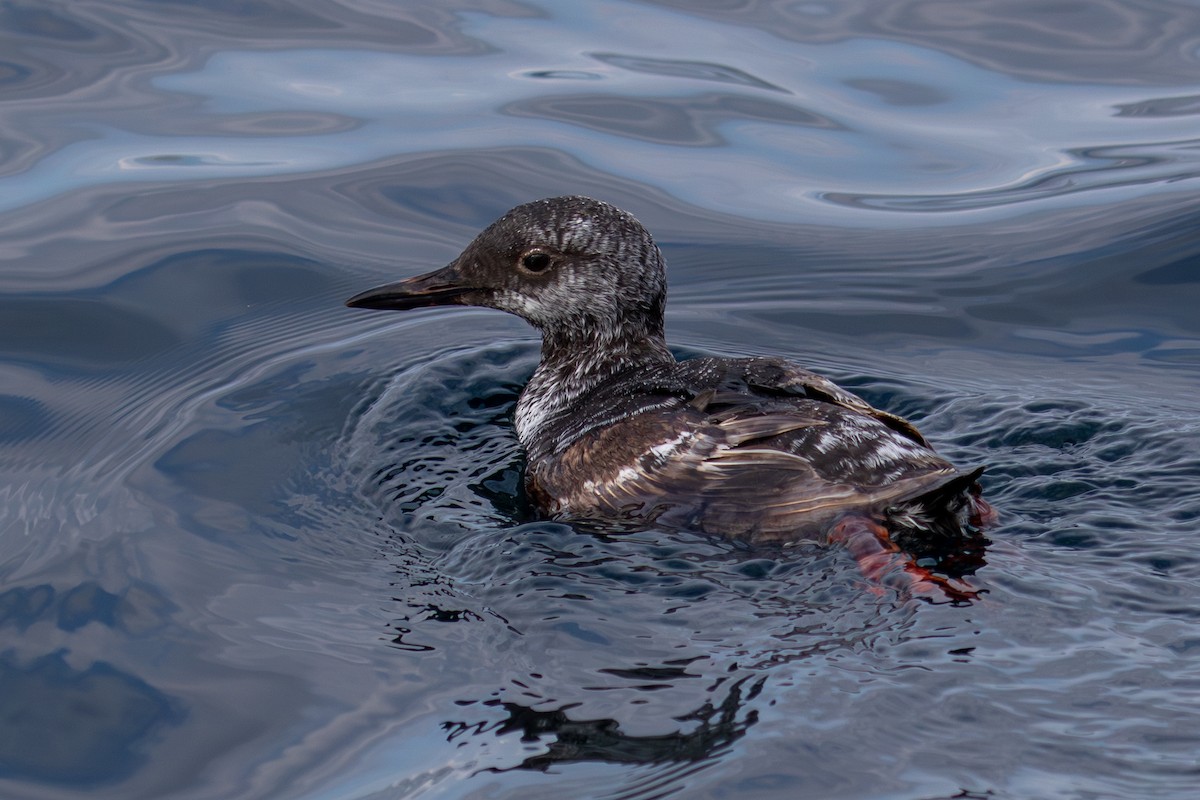 Pigeon Guillemot - ML623062870