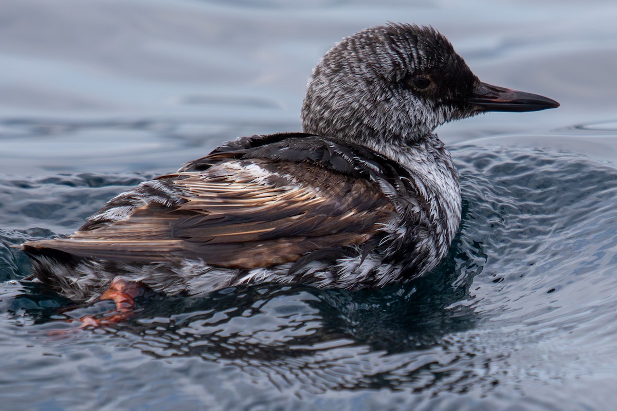 Pigeon Guillemot - ML623062871