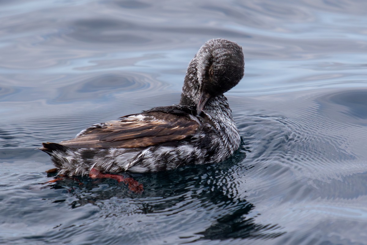 Pigeon Guillemot - Robin Corcoran