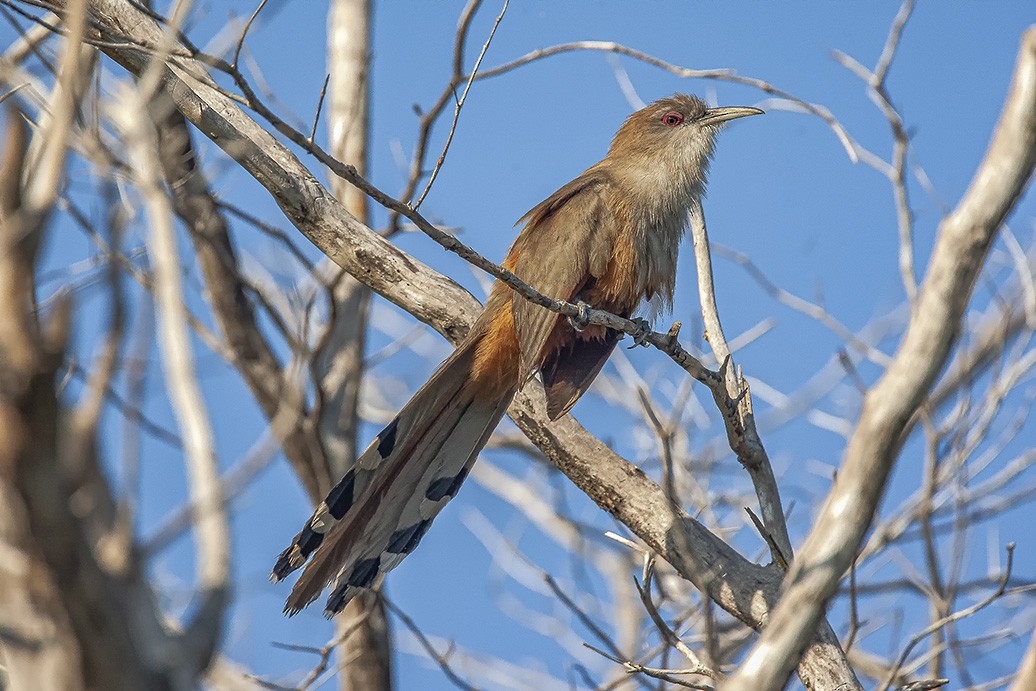 Great Lizard-Cuckoo (Cuban) - ML623062899