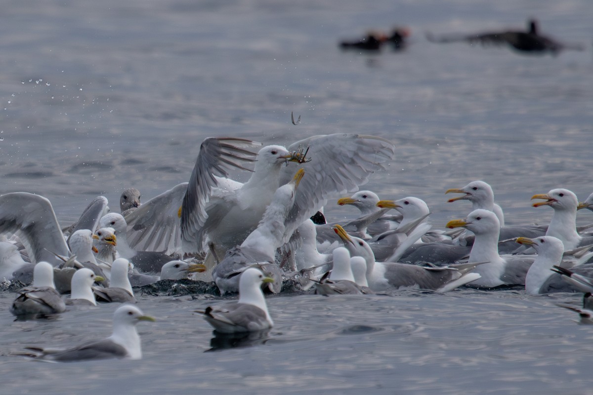 Glaucous-winged Gull - ML623062904