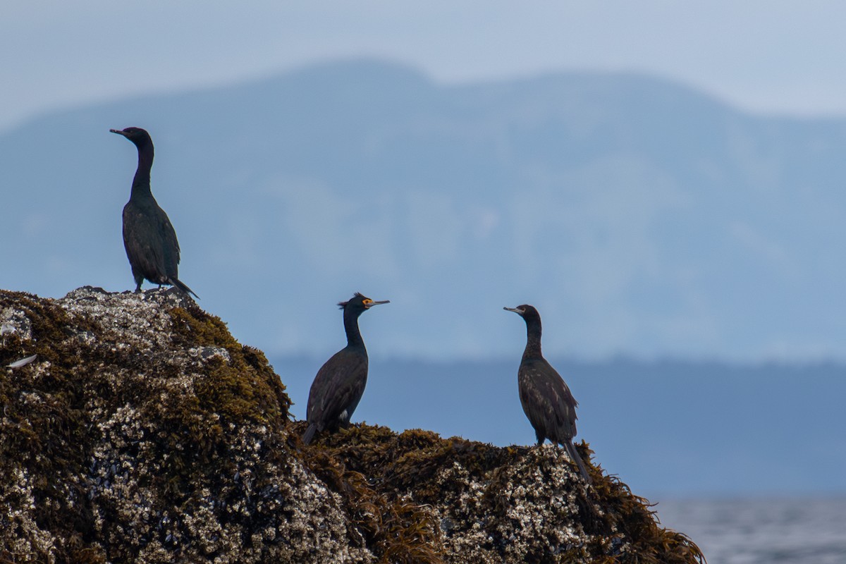 Red-faced Cormorant - ML623062908