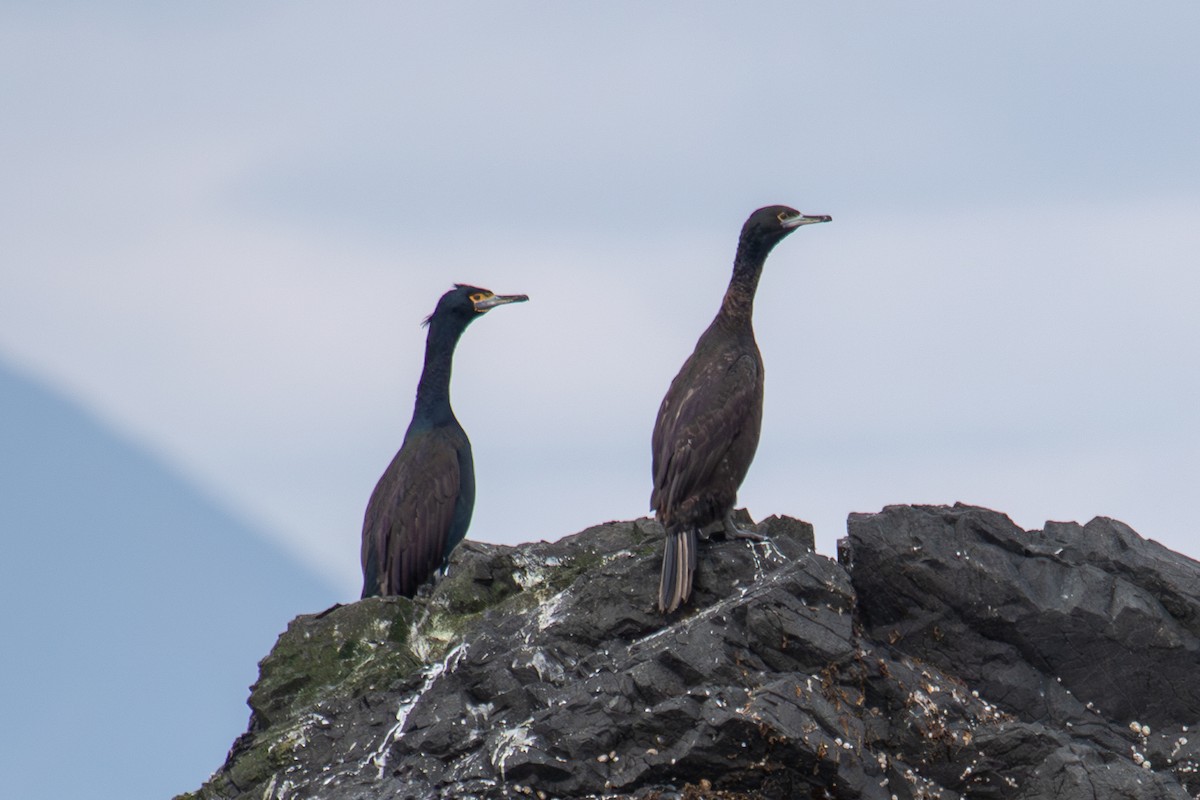 Red-faced Cormorant - ML623062909