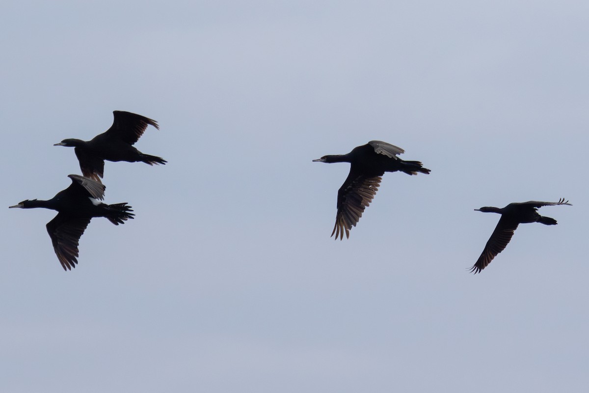 Red-faced Cormorant - ML623062910