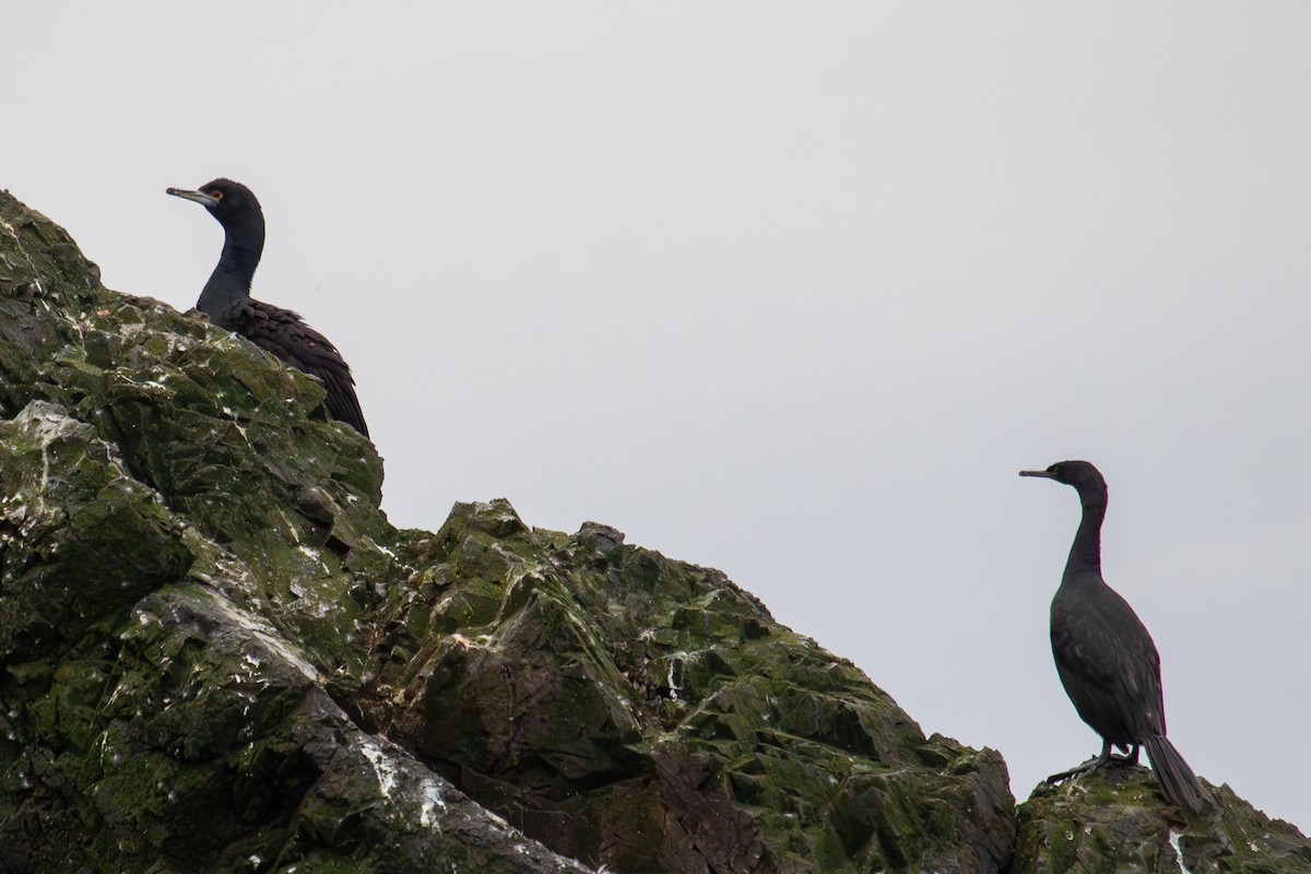 Red-faced Cormorant - ML623062911