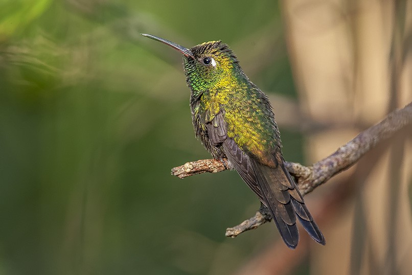 Cuban Emerald - ML623062928