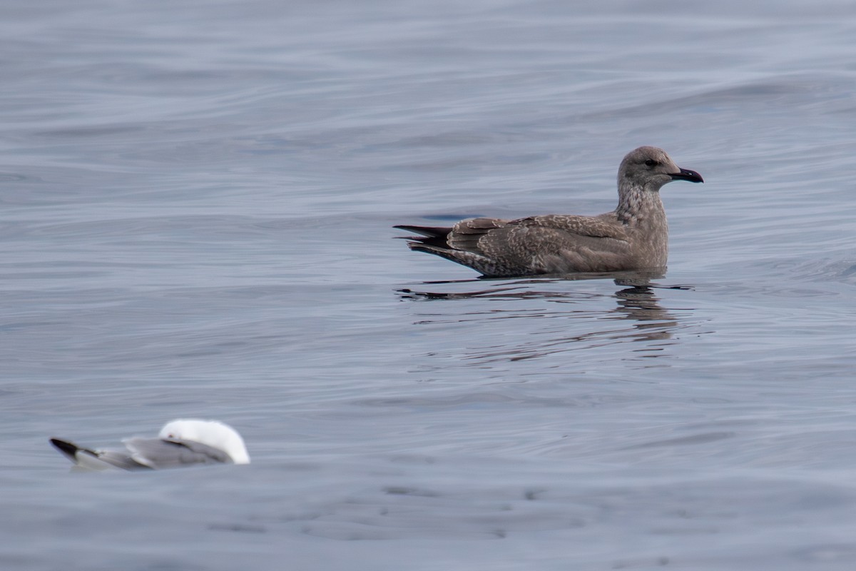 Herring x Glaucous-winged Gull (hybrid) - ML623062952