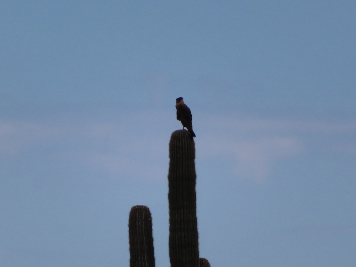 karančo jižní - ML623062981