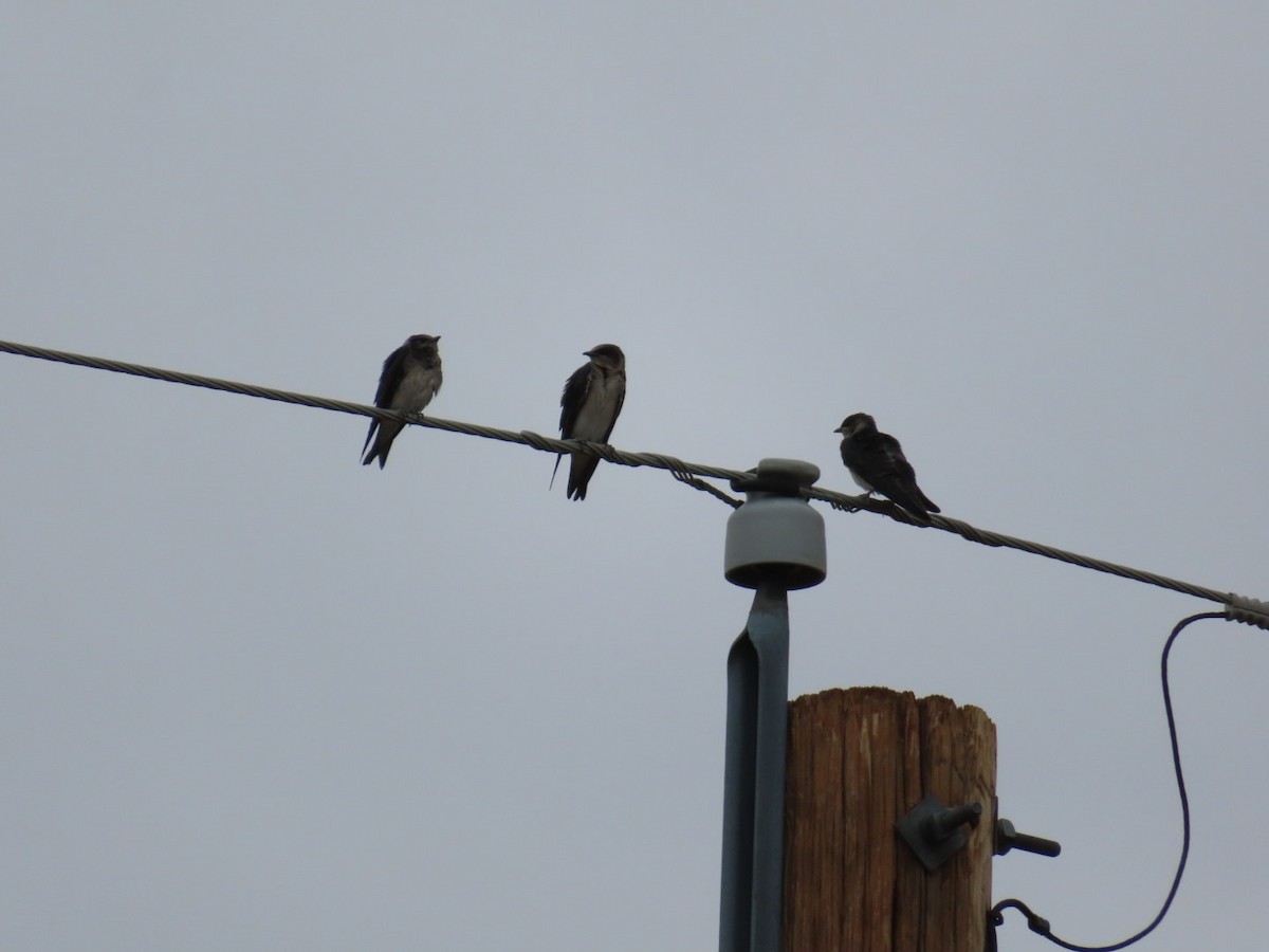 Purple Martin (hesperia) - ML623063001