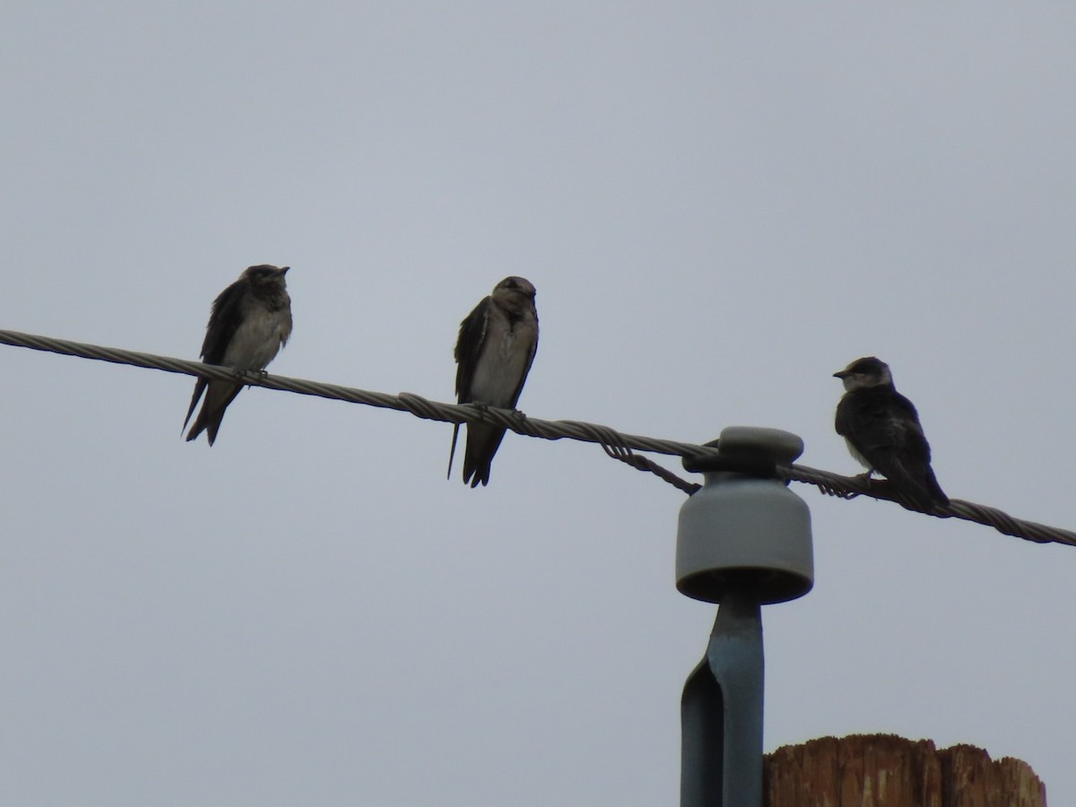 jiřička modrolesklá (ssp. hesperia) - ML623063002