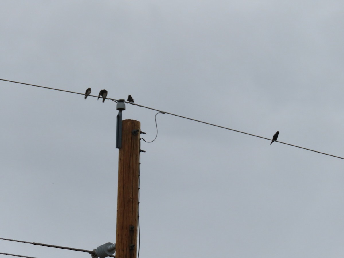 jiřička modrolesklá (ssp. hesperia) - ML623063003