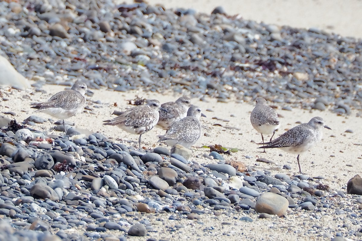 Black-bellied Plover - ML623063008