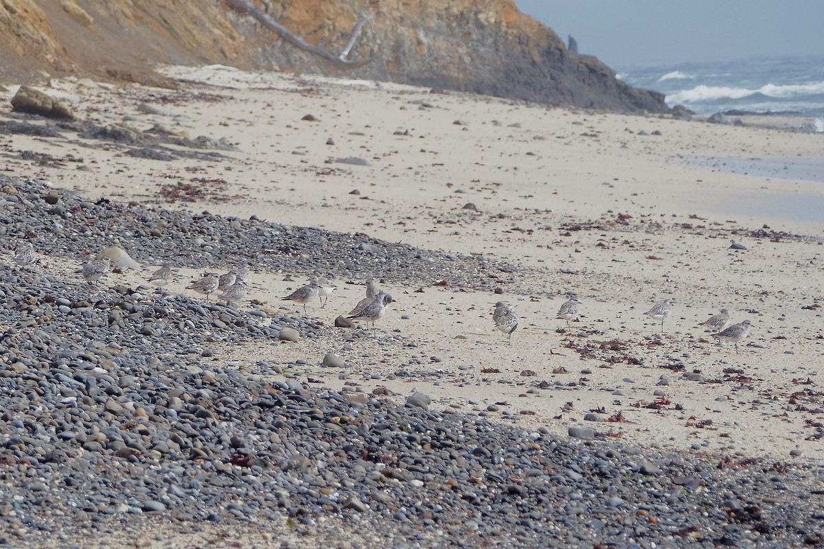 Black-bellied Plover - ML623063009