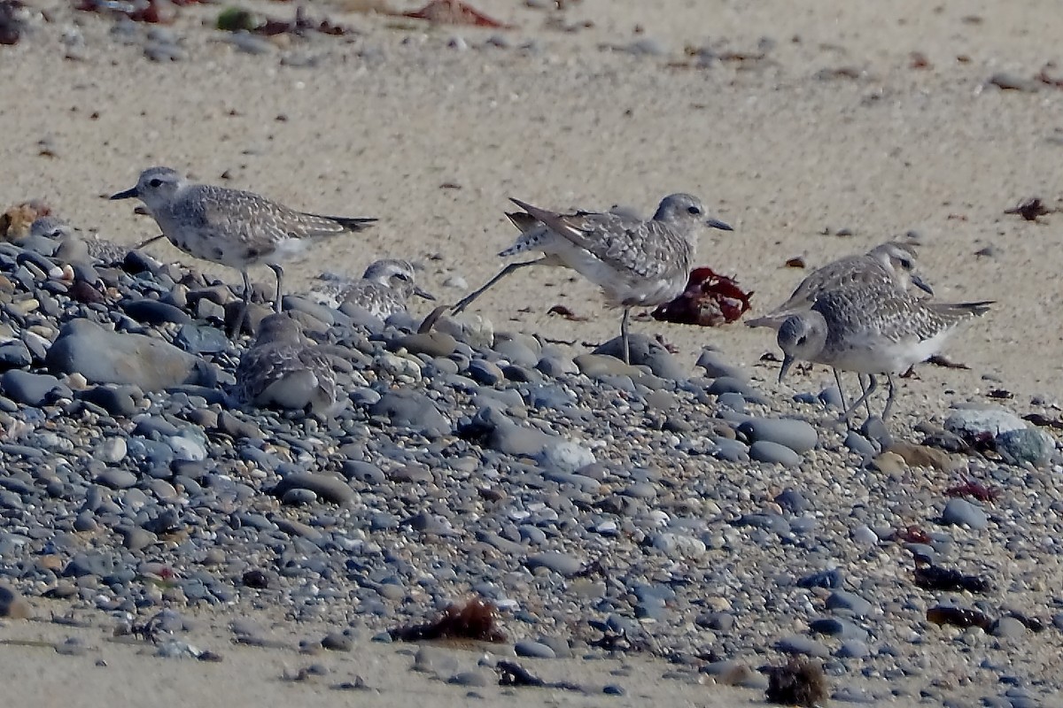 Black-bellied Plover - ML623063011