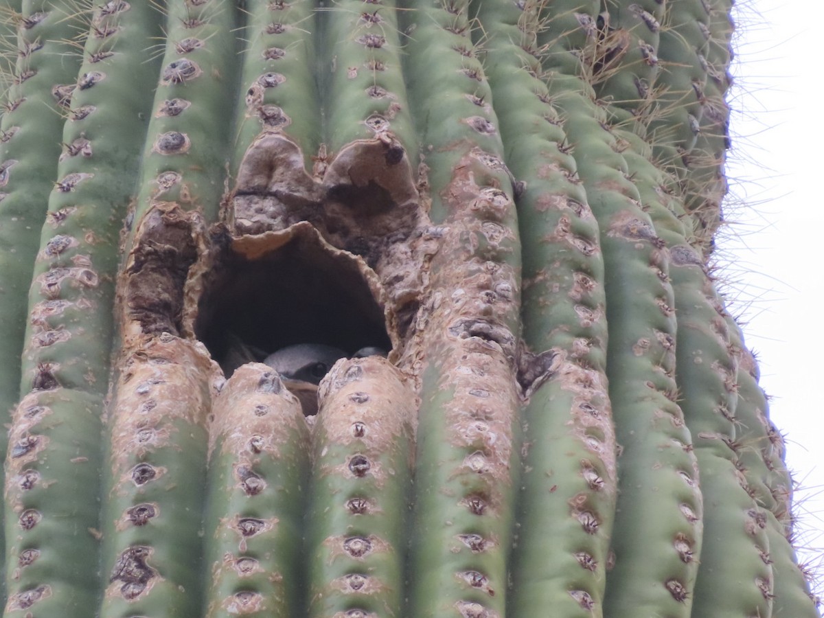 jiřička modrolesklá (ssp. hesperia) - ML623063013