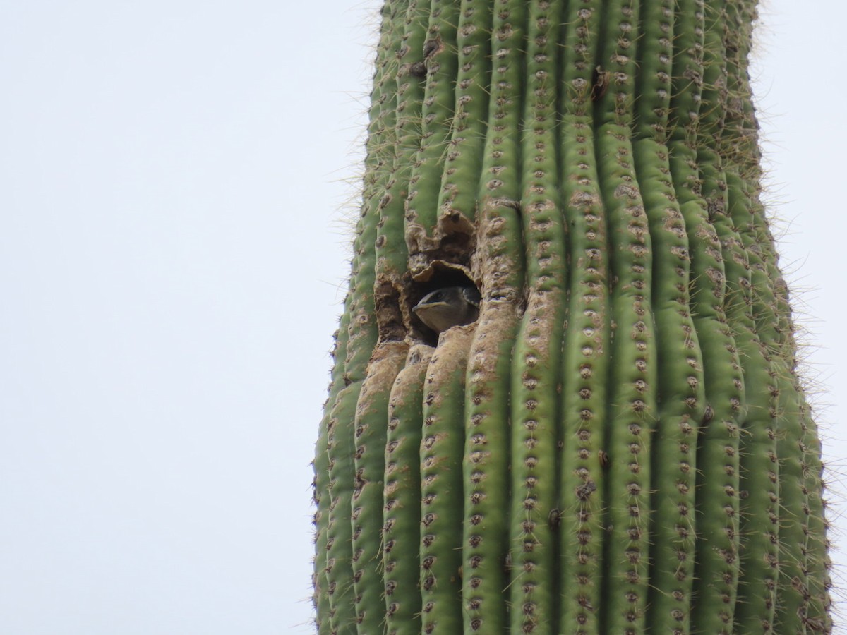 jiřička modrolesklá (ssp. hesperia) - ML623063014