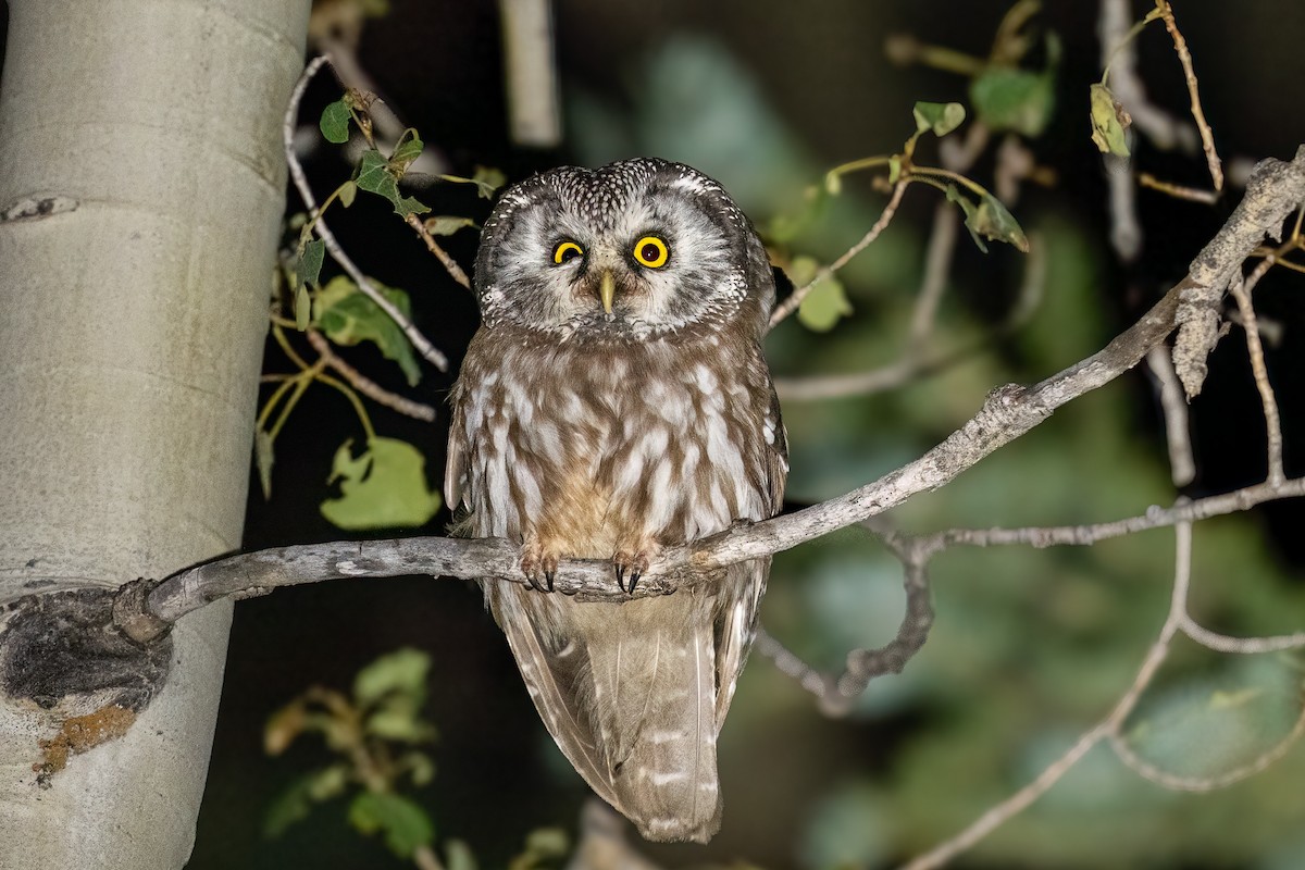 Boreal Owl (Richardson's) - ML623063029