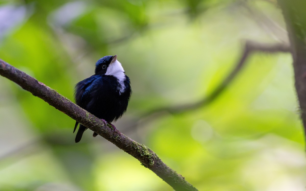 Manakin à gorge blanche - ML623063054