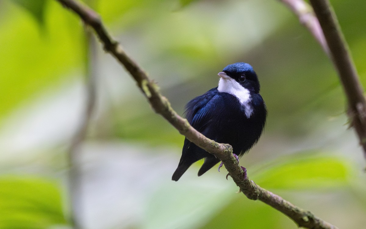 Manakin à gorge blanche - ML623063055