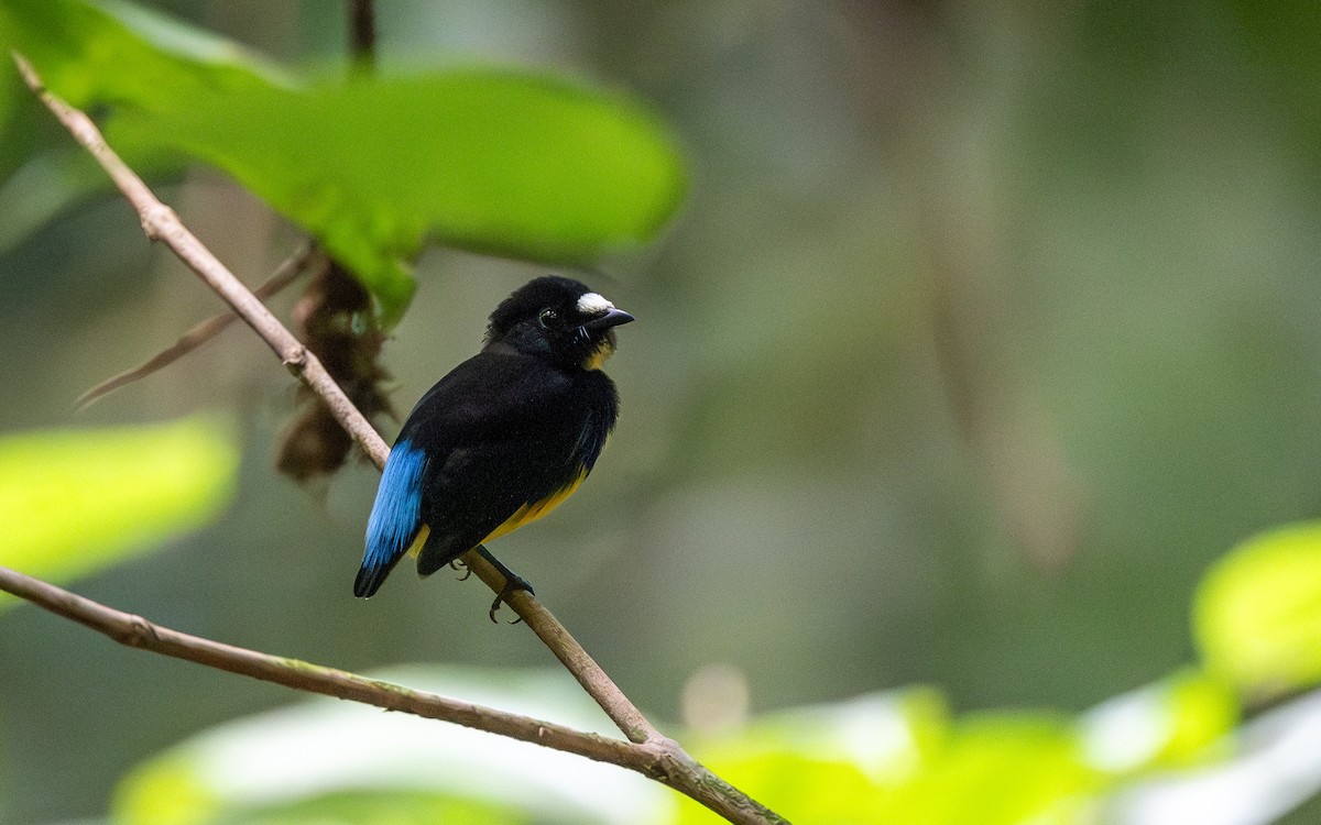 White-fronted Manakin - ML623063070