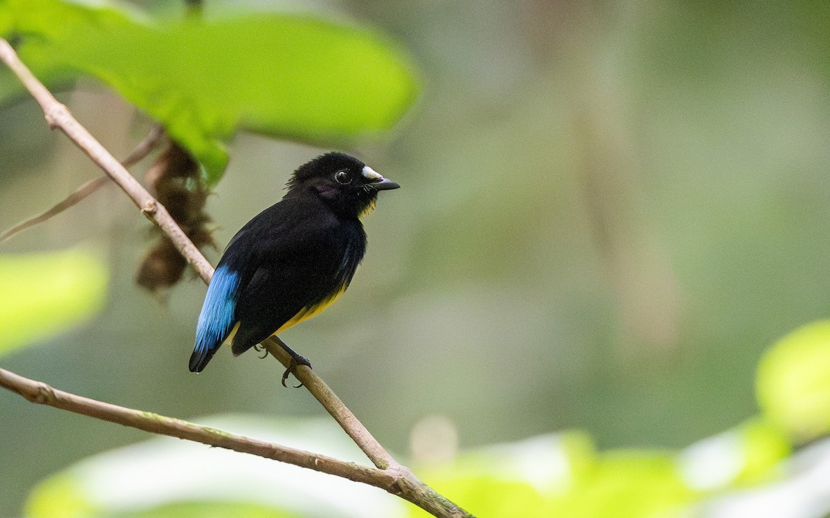 White-fronted Manakin - ML623063071