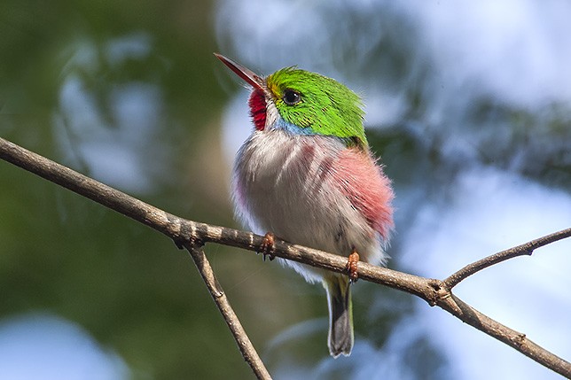 Cuban Tody - ML623063073