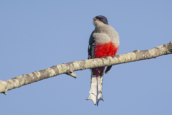 trogon kubánský - ML623063227