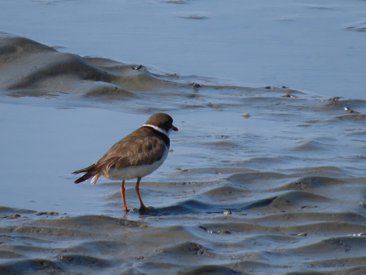 Semipalmated Plover - ML623063234