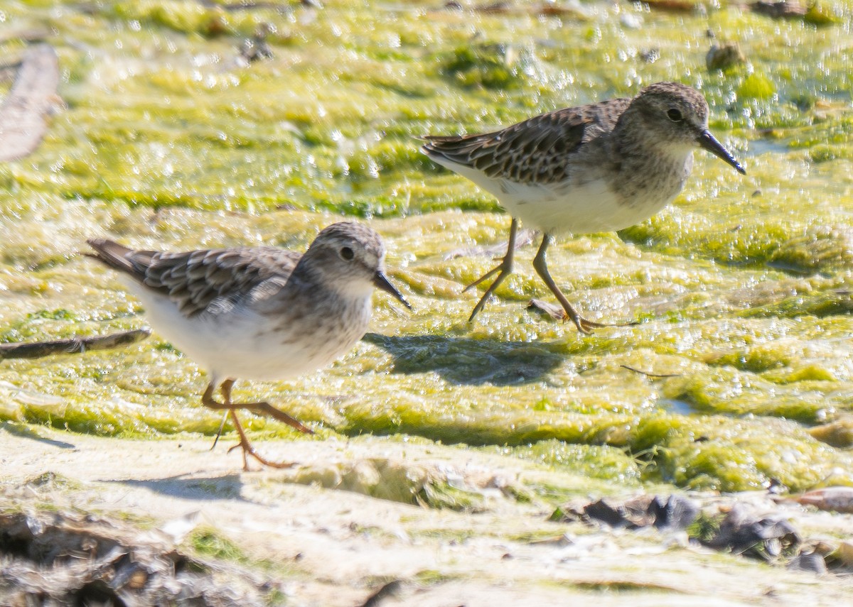 Least Sandpiper - ML623063236