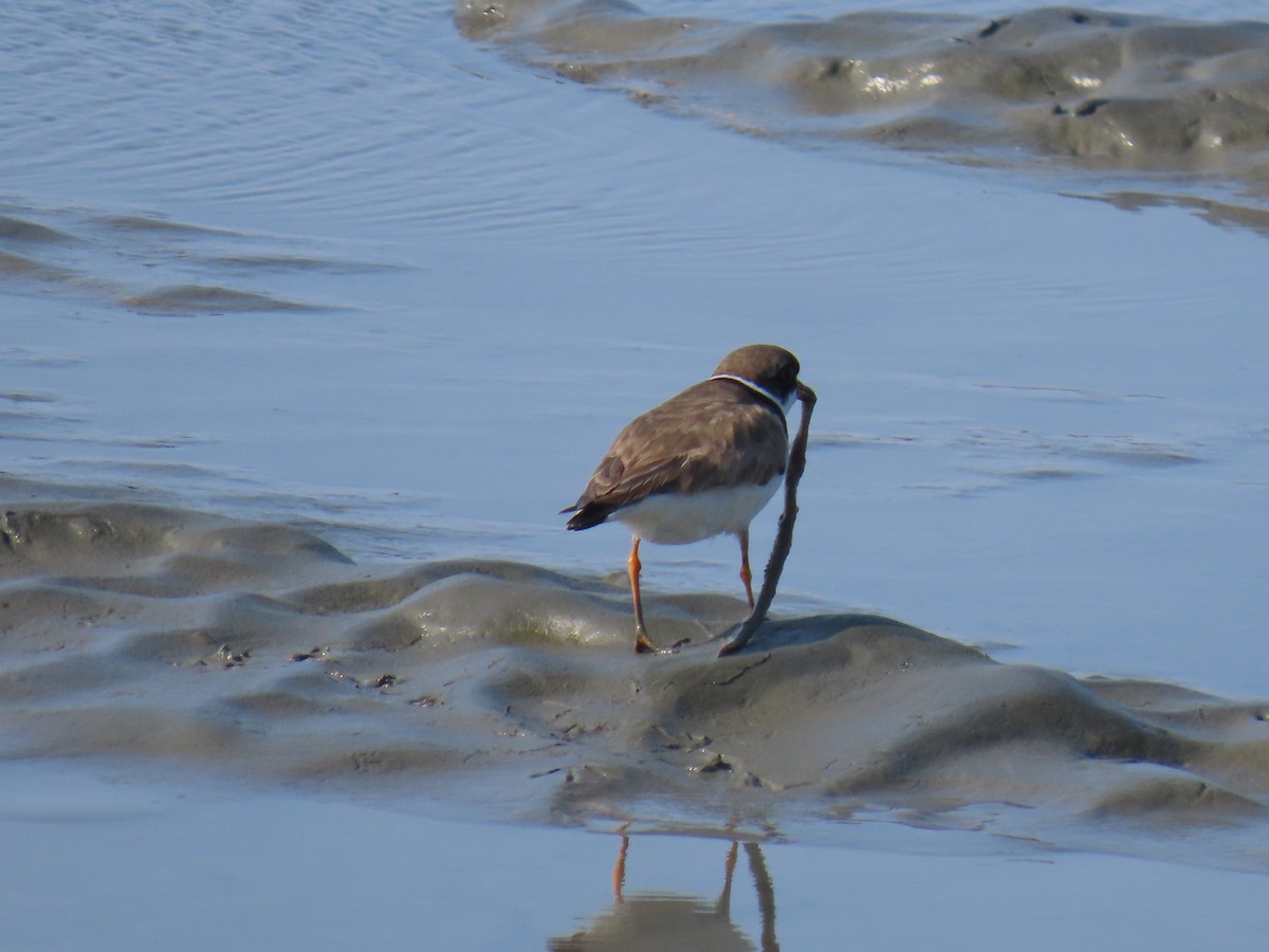 Semipalmated Plover - ML623063237