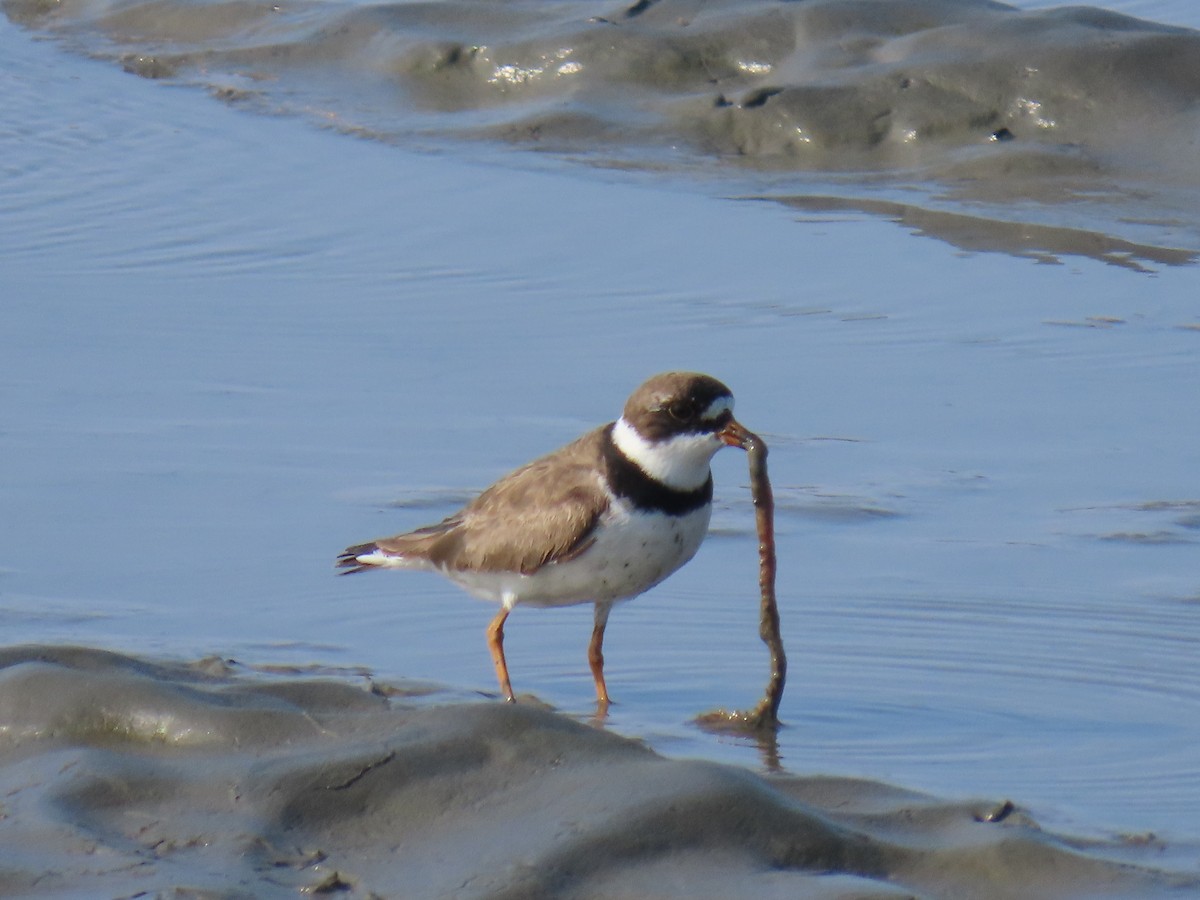 Semipalmated Plover - ML623063245